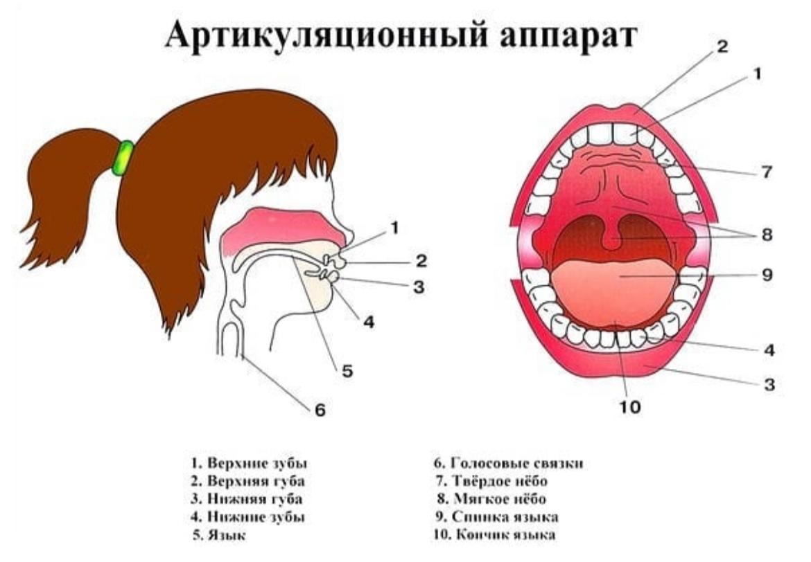 Уточнение артикуляции звуков в слуховом и произносительном плане