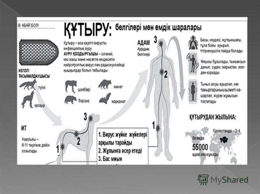 Ауру белгілері. Құтырық ауруы жануарларда презентация. Ауру белгілері. Тұмау дегеніміз не. Туберкулез презентация.